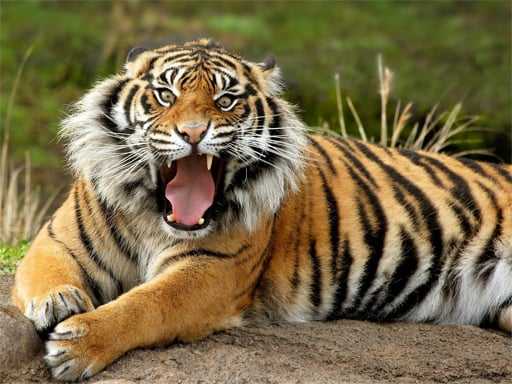 Animals Jigsaw Puzzle   Tiger